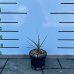 Juka (Yucca Rostrata) ´BLUE SWAN´ - výška 15-20 cm, kont. C3L (-22°C)